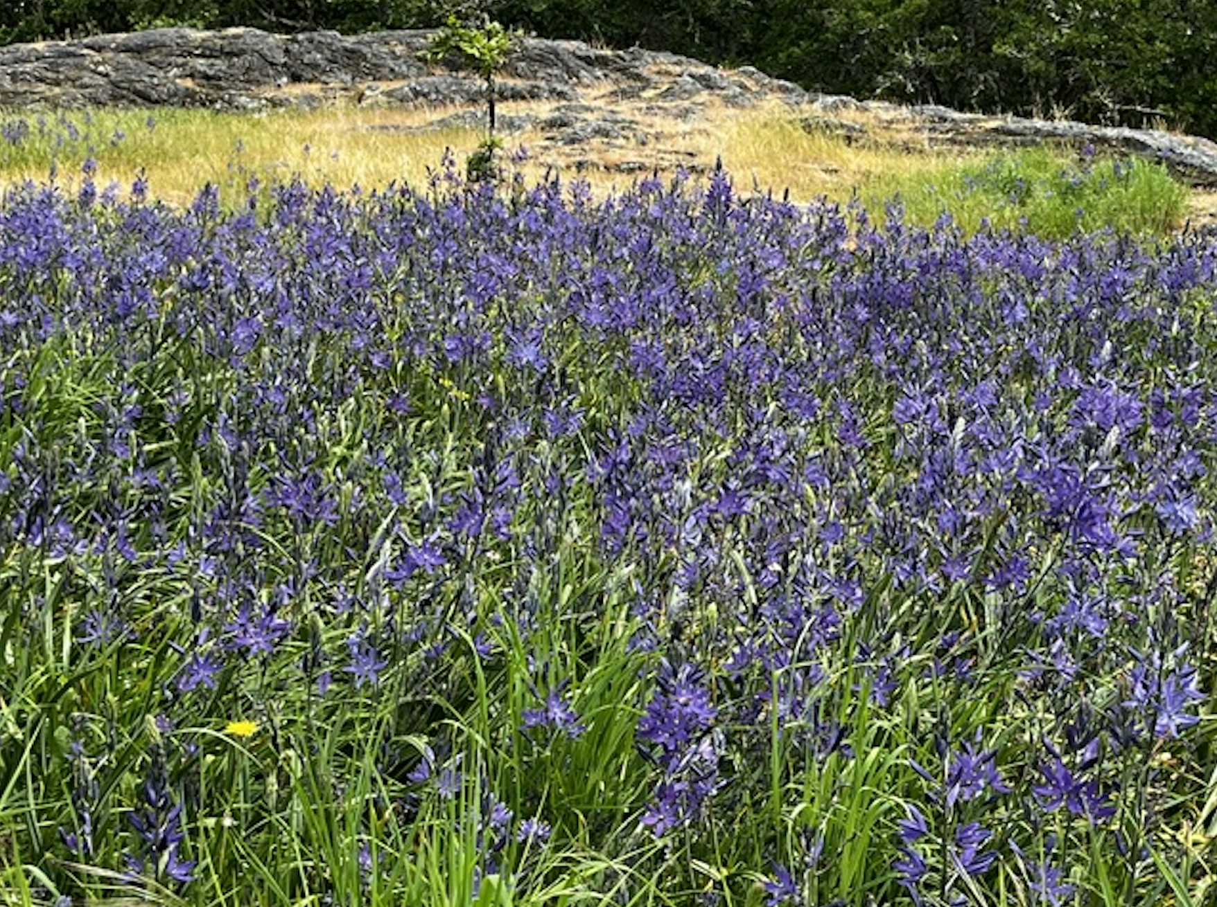 Camas
