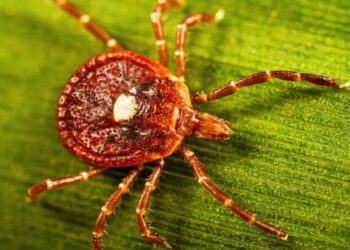 Meet the lone star tick: the primary U.S. source of alpha-gal syndrome, which is a life-threatening meat allergy that’s on the rise