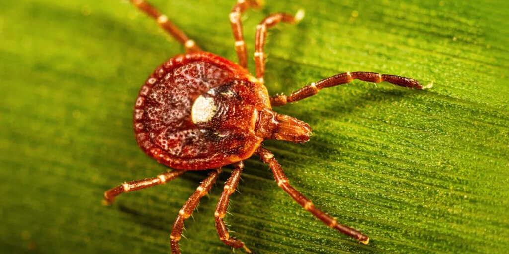 Meet the lone star tick: the primary U.S. source of alpha-gal syndrome, which is a life-threatening meat allergy that’s on the rise