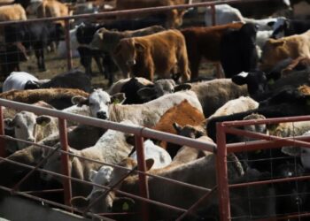 U.S.’s screwworm fix is still a year away, risking more spread