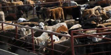 U.S.’s screwworm fix is still a year away, risking more spread