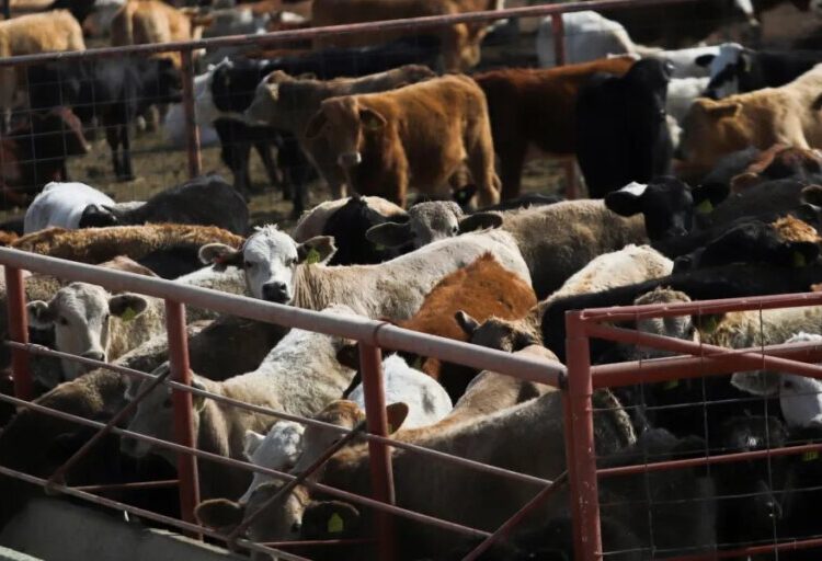 U.S.’s screwworm fix is still a year away, risking more spread