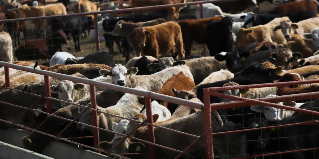 U.S.’s screwworm fix is still a year away, risking more spread