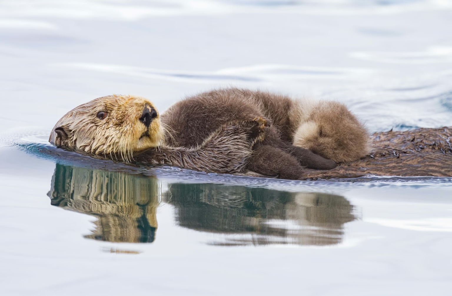 A sea-otter mother swims with her pup near Alaska’s Glacier Bay National Park.