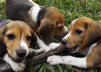 Beagle breeding farm to shutter for good after rescue group buys nearly 1,500 dogs following violent protests where cops teared gassed activists