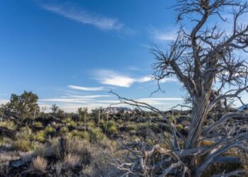 OpenAI and Oracle are building one of America’s biggest data centers in a state where tree mortality tripled last year