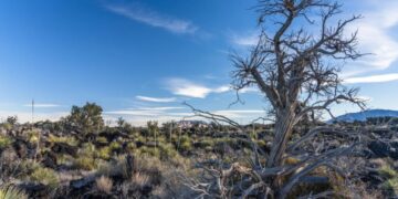 OpenAI and Oracle are building one of America’s biggest data centers in a state where tree mortality tripled last year