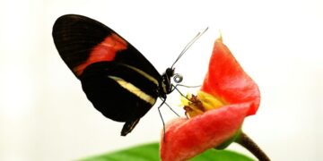 The Butterflies That Defy Aging