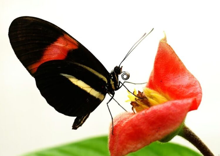 The Butterflies That Defy Aging