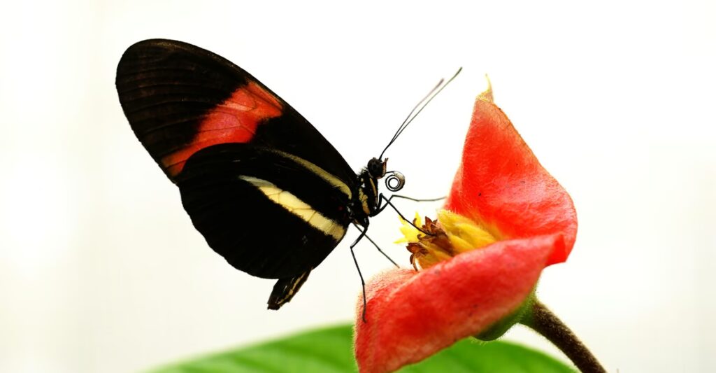 The Butterflies That Defy Aging