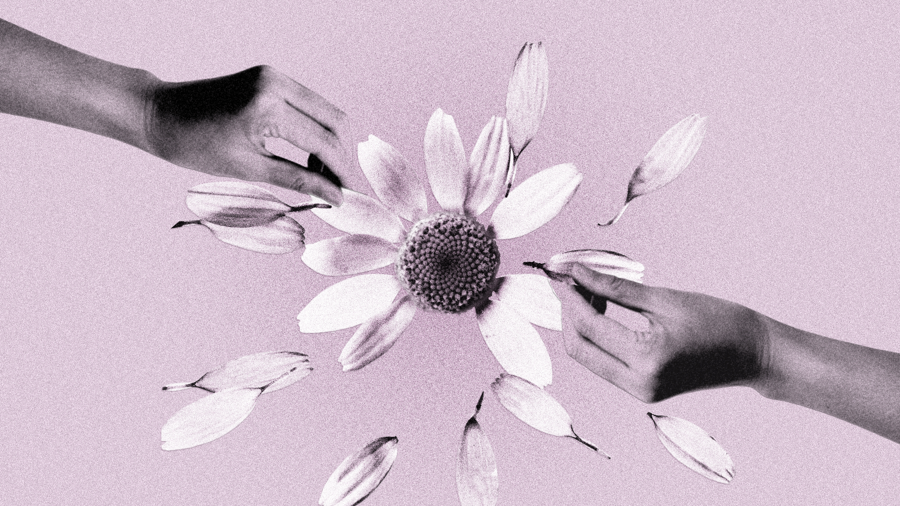 photo illustration of a flower's petals being pulled off