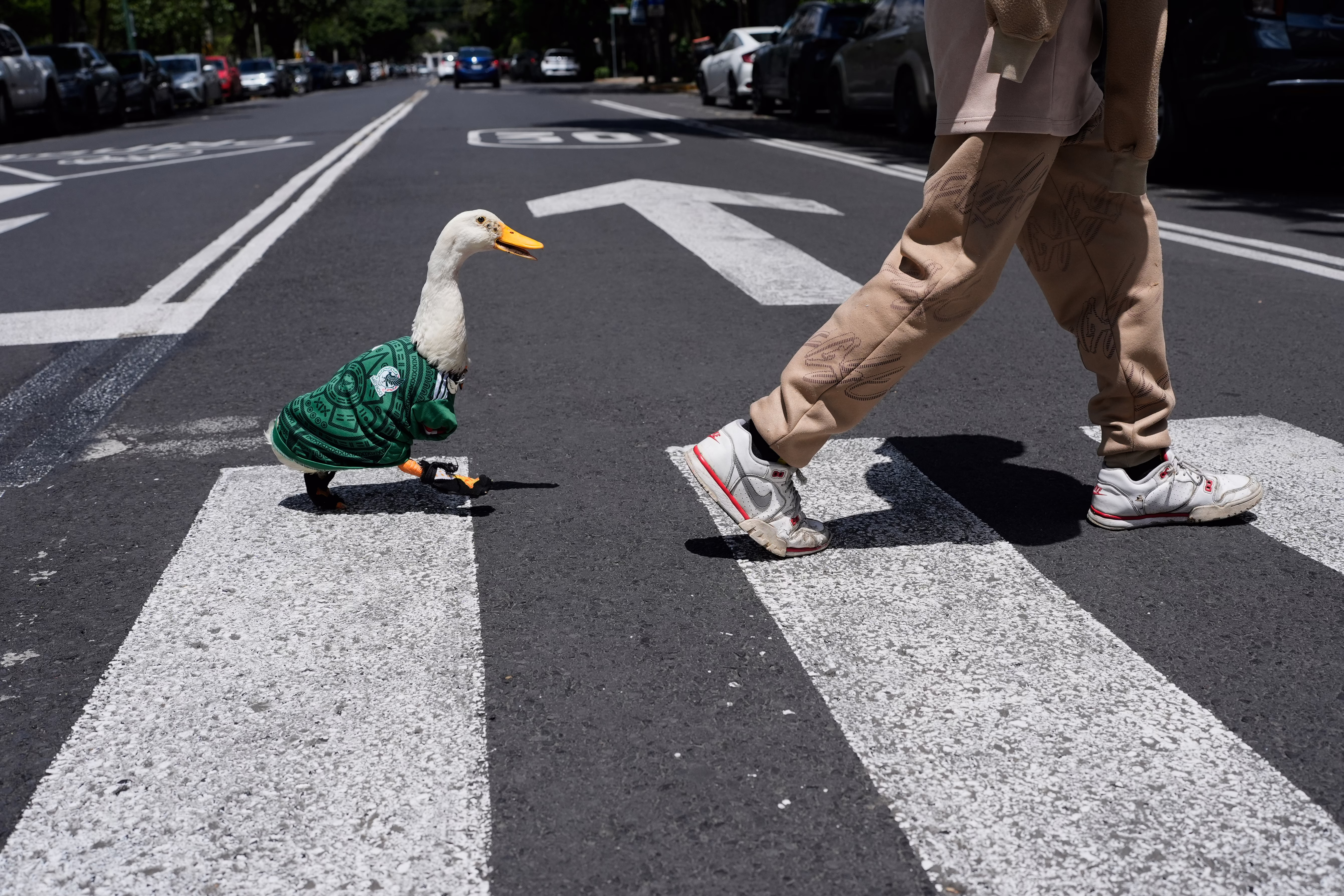 A duck, dressed in a Mexican national soccer team jersey, follows his caretaker as they cross a city street.