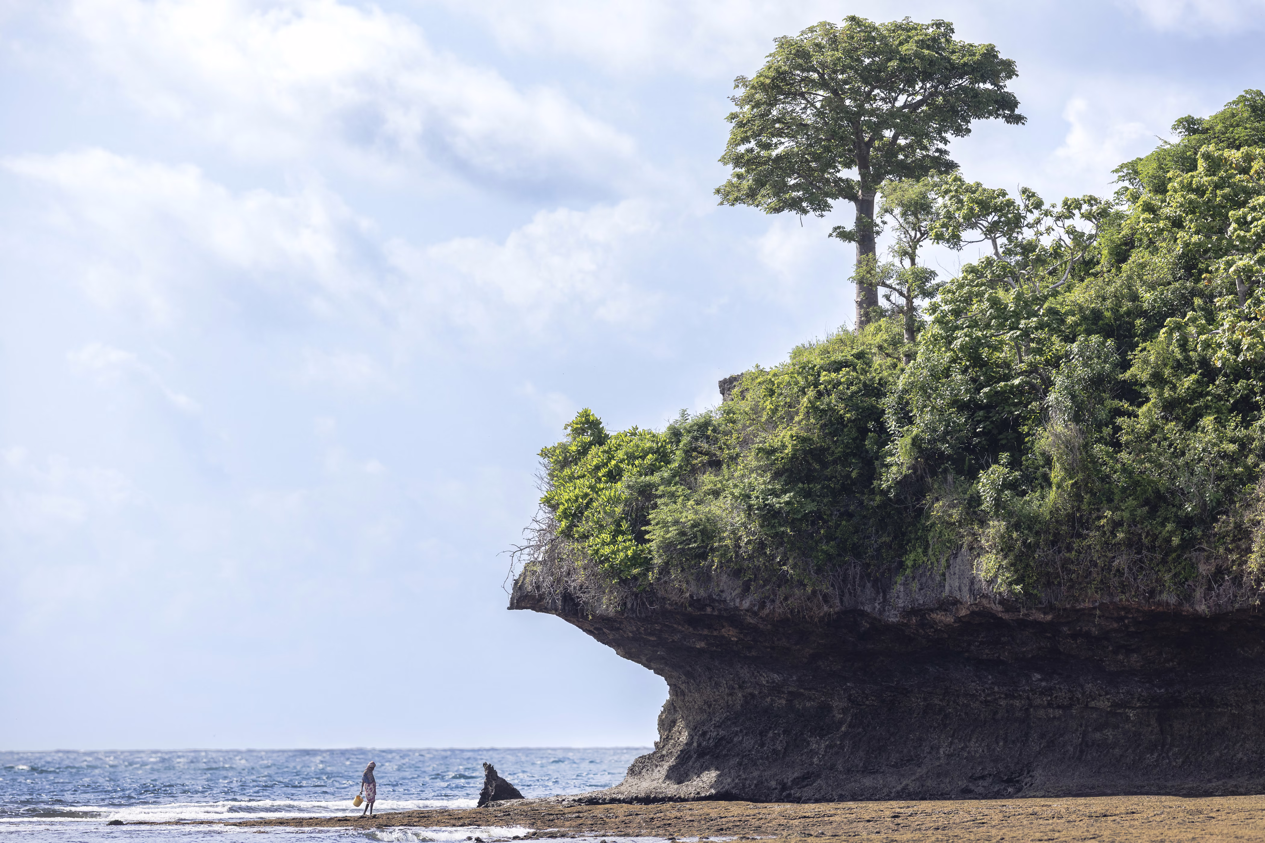 A woman forages for shells along a beach at low tide, under an imposing hanging sea-cliff.