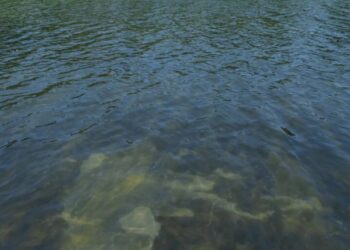 Trump tries explain why the Reflecting Pool is algae green and its blue lining is peeling. Police arrest a former Olympic canoe racer on a bike ride