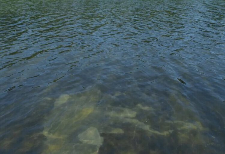 Trump tries explain why the Reflecting Pool is algae green and its blue lining is peeling. Police arrest a former Olympic canoe racer on a bike ride