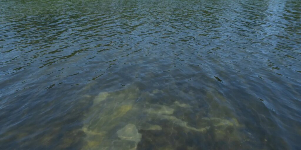 Trump tries explain why the Reflecting Pool is algae green and its blue lining is peeling. Police arrest a former Olympic canoe racer on a bike ride