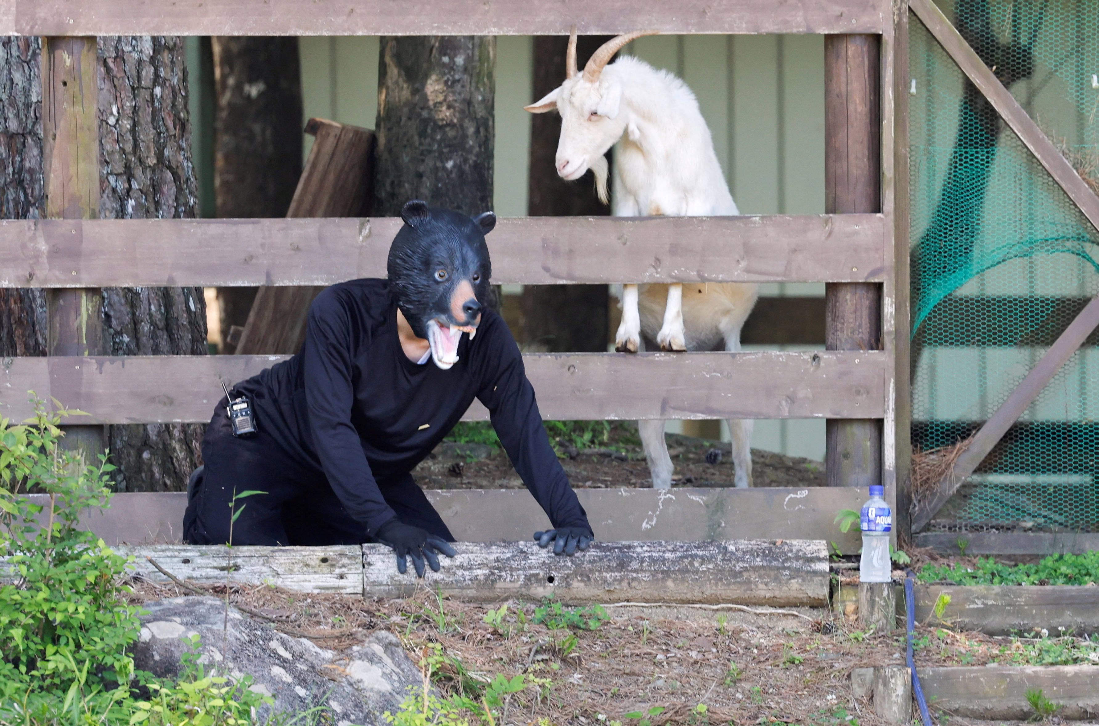 A man in a bear mask and dark clothing crawls in front of a goat pen during a simulated bear emergency.
