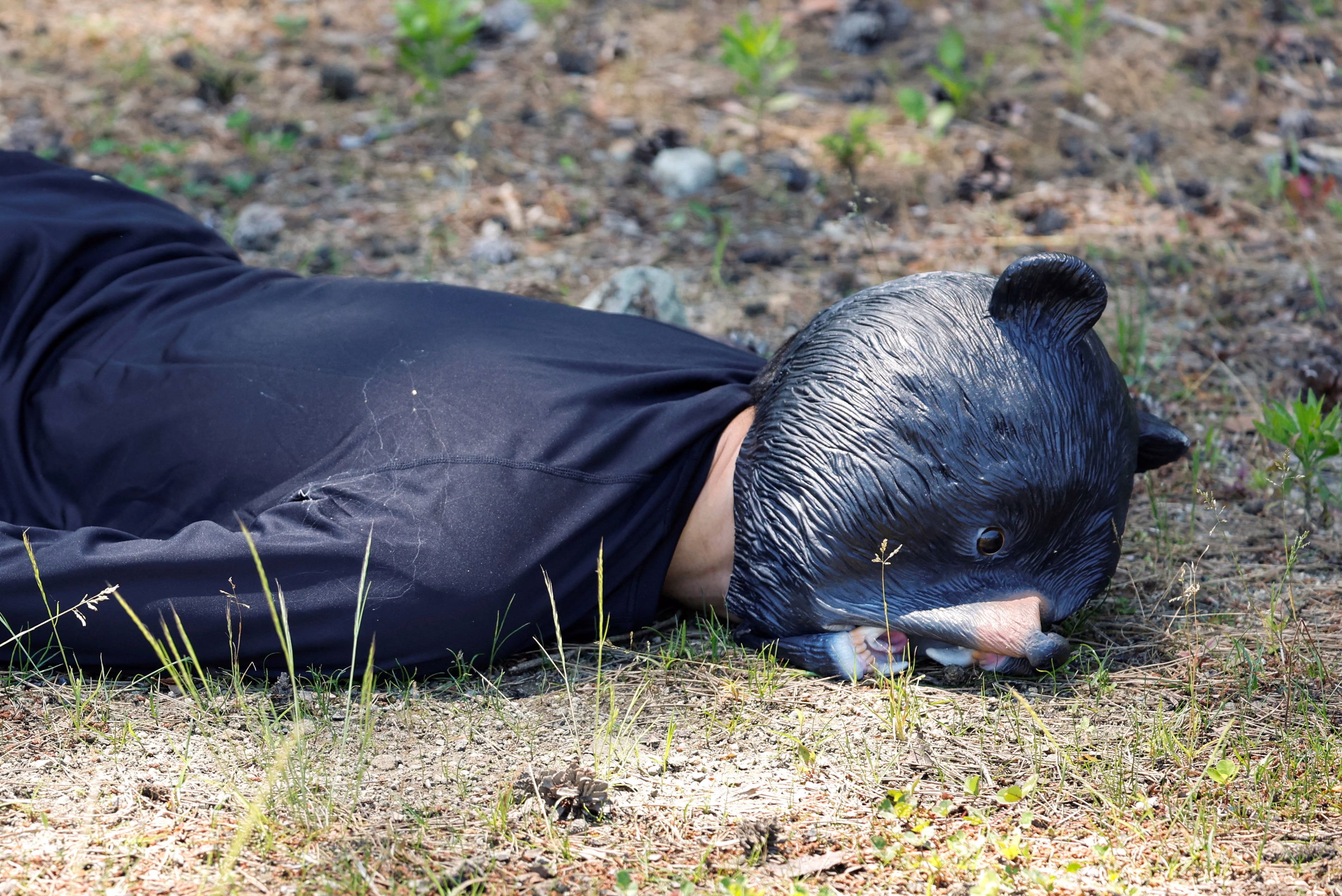 A man wearing a bear costume lies facedown on the ground, playing dead.