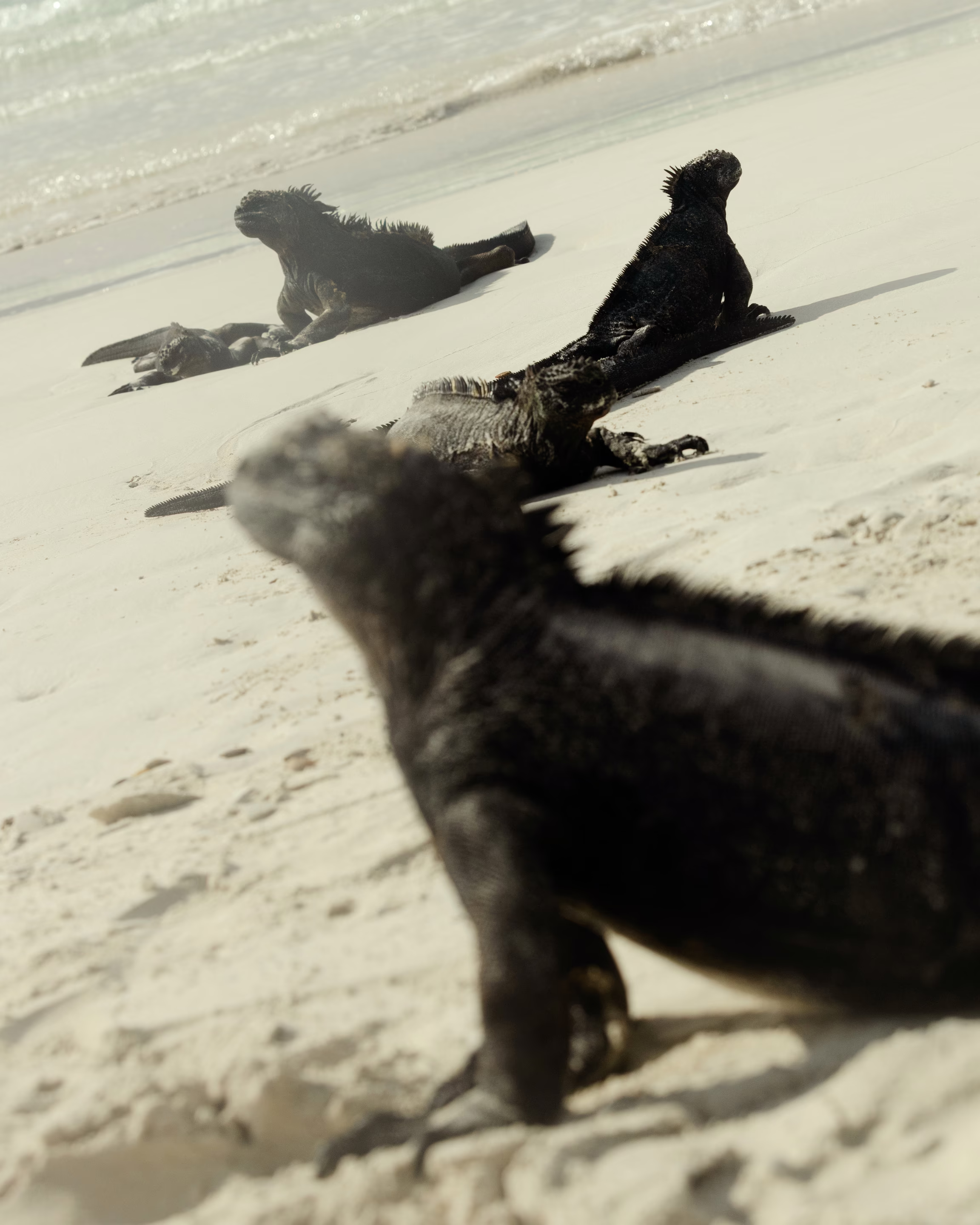 photo of large black iguanas on beach sand