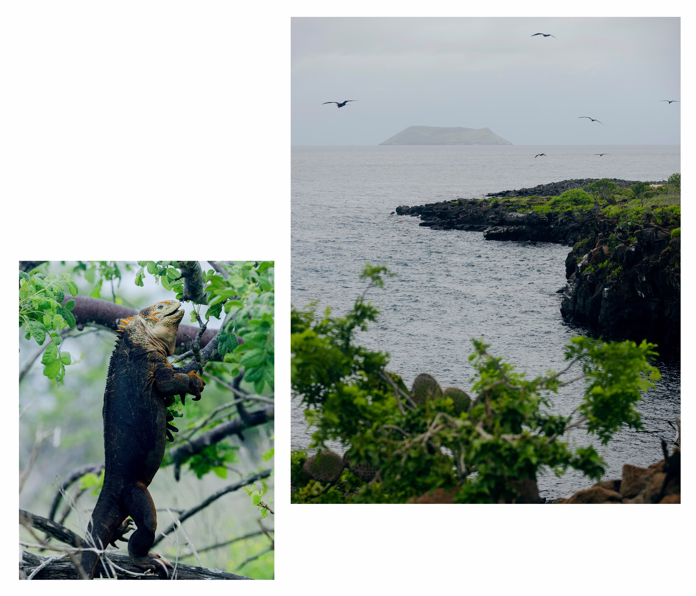 2 photos: large iguana on branch of green tree; birds flying above rocky green shoreline