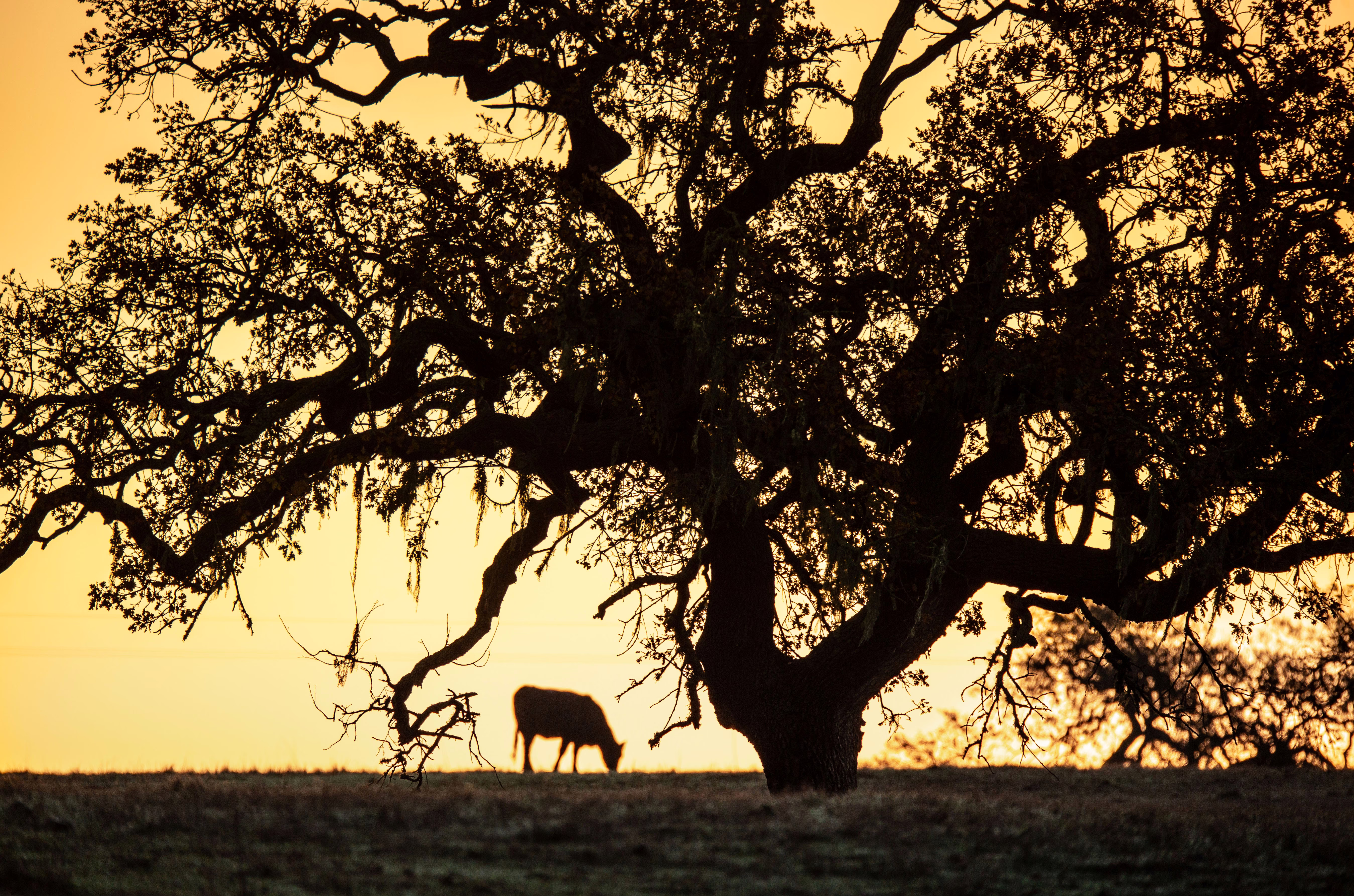 A cow and large oak tree, silhouetted against the early morning sky