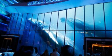 How the Reimagined National Geographic Museum Hopes to Inspire a New Generation of Conservationists