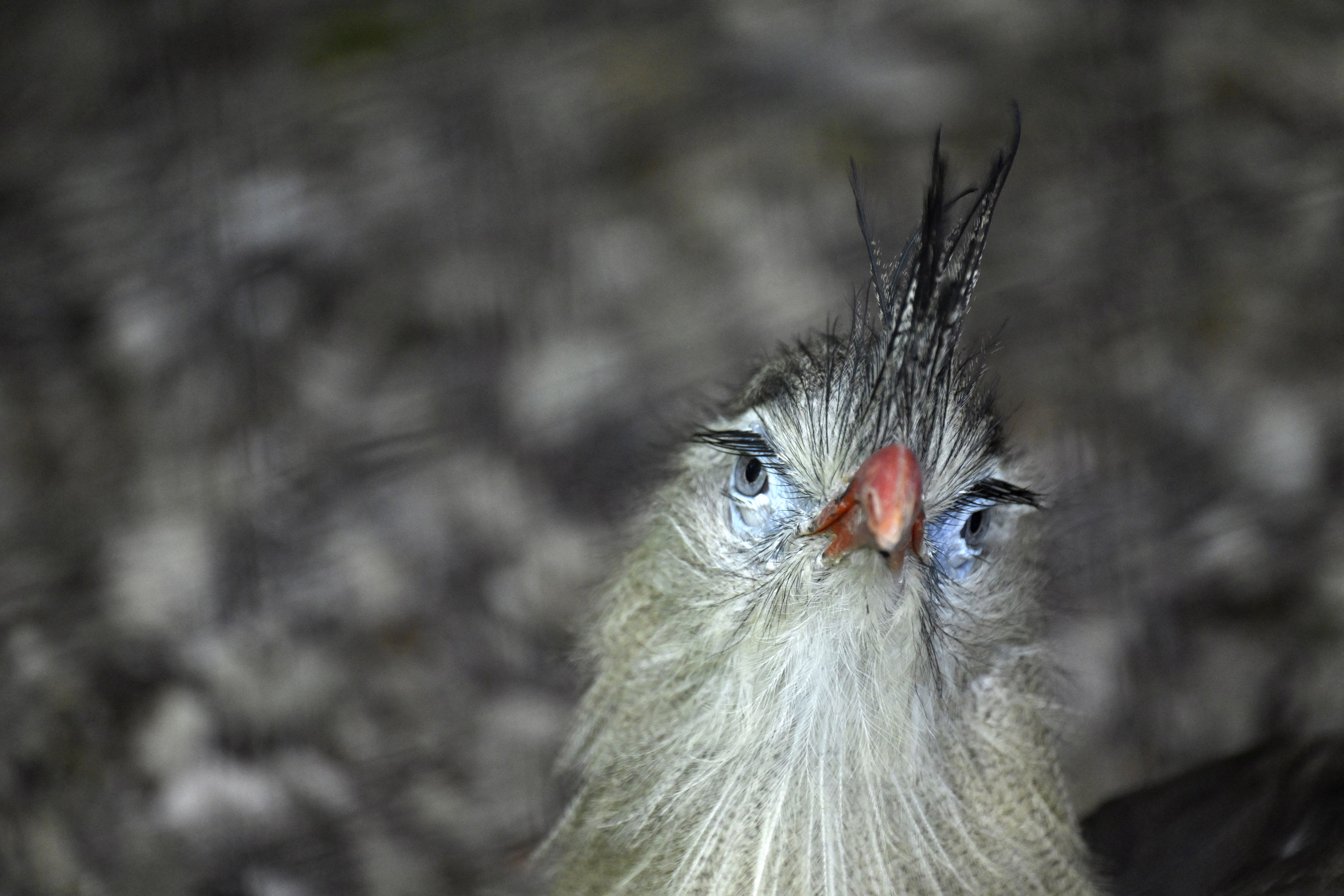 A bird, its head tilted, looks toward the camera.