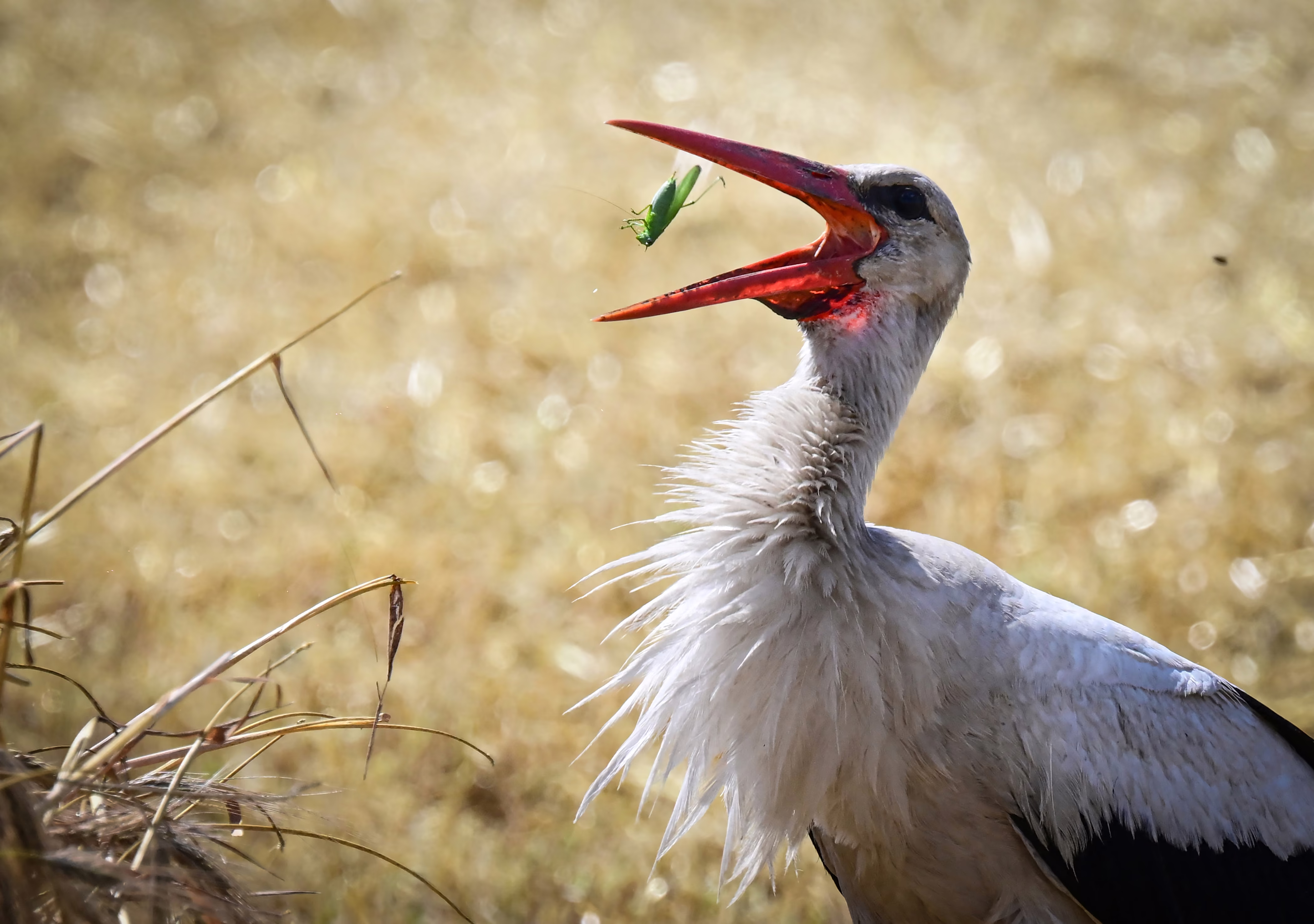 A stork eats a locust in a wheat field.