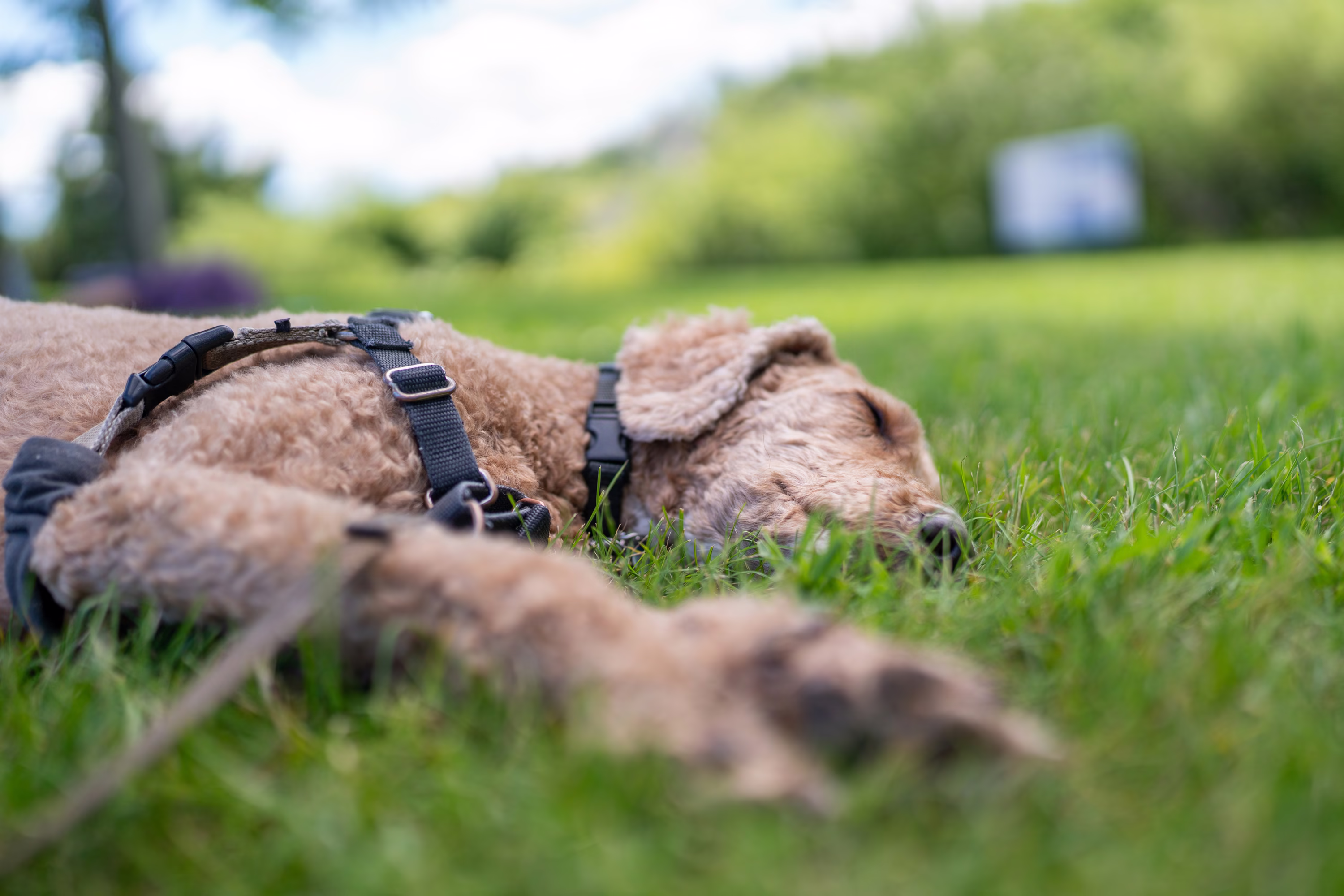A dog relaxes on grass in a park.