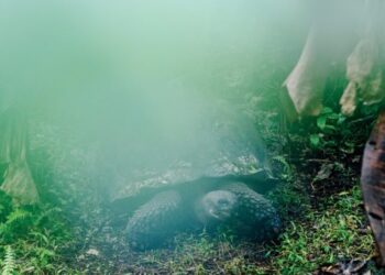 Darwin’s Story Isn’t as Simple as It Seems