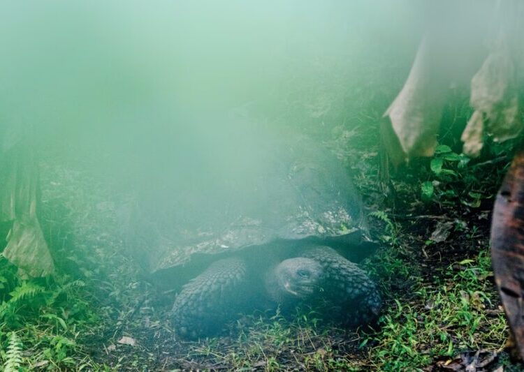 Darwin’s Story Isn’t as Simple as It Seems