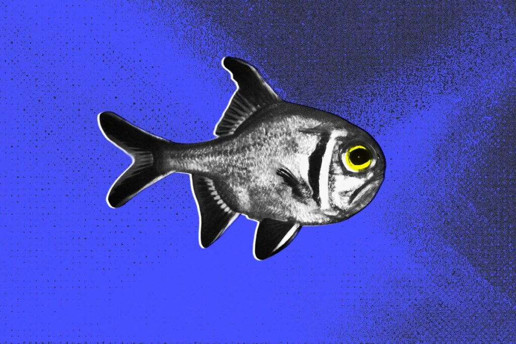 Light Pollution is Causing Fish to Live Miserable, Bitter Lives, Researchers Find
