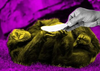 Scientists Publish Extremely Serious Research About Whether Tickling Apes Makes Them Giggle