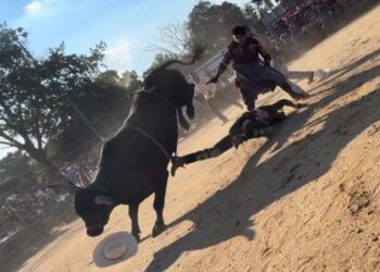 Bull rider, 25, hospitalized after being trampled by bovine at NYC rodeo event: wild video