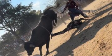 Bull rider, 25, hospitalized after being trampled by bovine at NYC rodeo event: wild video