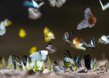 We’ve Been Undercounting the Insects. There May Be Three Times as Many Species as We Knew