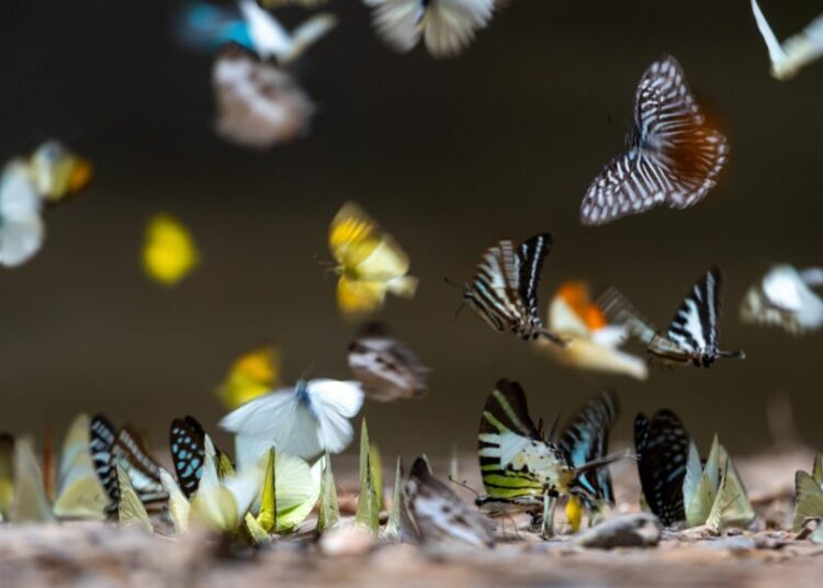 We’ve Been Undercounting the Insects. There May Be Three Times as Many Species as We Knew