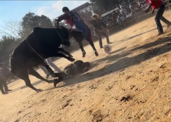 Bronx rodeo where rider was hurled from bull and trampled on didn’t have permit: report