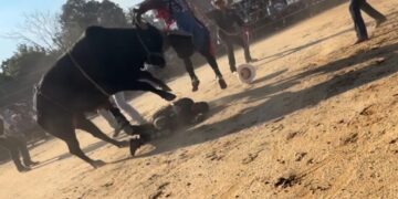 Bronx rodeo where rider was hurled from bull and trampled on didn’t have permit: report