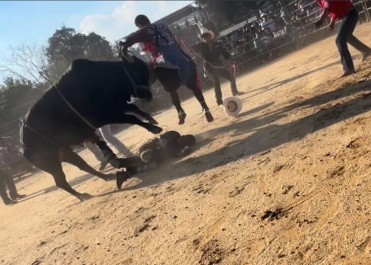 Bronx rodeo where rider was hurled from bull and trampled on didn’t have permit: report