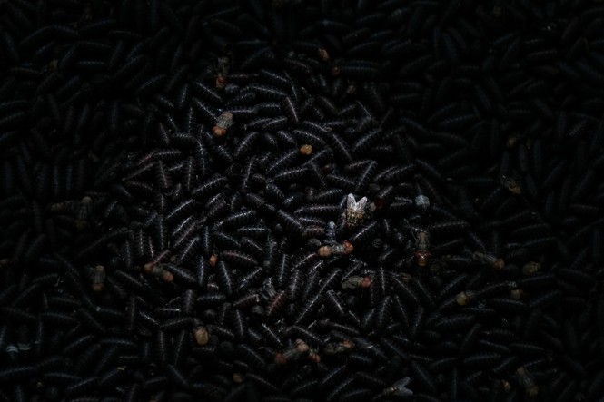 gross black screwworms