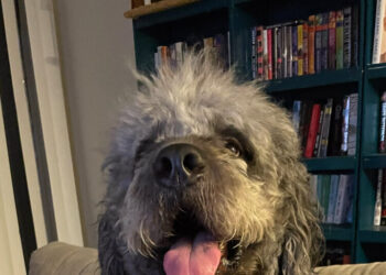 After Her Knicks Celebration Drew the Police, an Officer Killed Her Dog