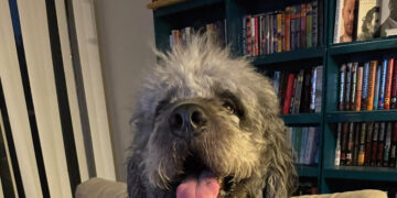 After Her Knicks Celebration Drew the Police, an Officer Killed Her Dog