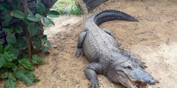 Man Forced Boy, 3, Into Crocodile Pen at English Zoo, Police Say