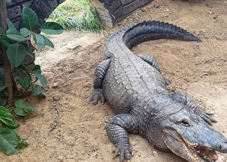 Man Forced Boy, 3, Into Crocodile Pen at English Zoo, Police Say