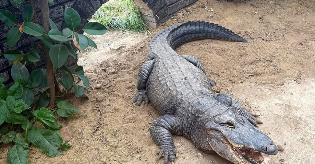 Man Forced Boy, 3, Into Crocodile Pen at English Zoo, Police Say
