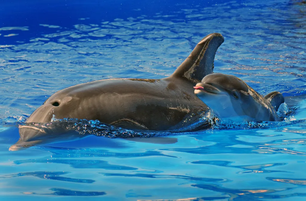 A bottlenose dolphin named Dottie swims with her calf, who has its tongue sticking out.