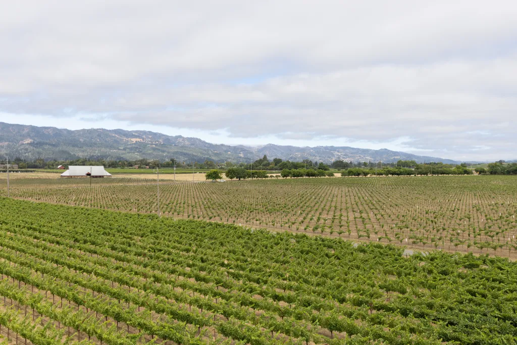 Beckstoffer Vineyards in Napa Valley, California, with rows of grapevines and a red barn in the distance.
