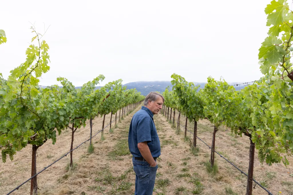 Jim Lincoln inspecting grapevines at Beckstoffer Vineyards in Napa Valley.