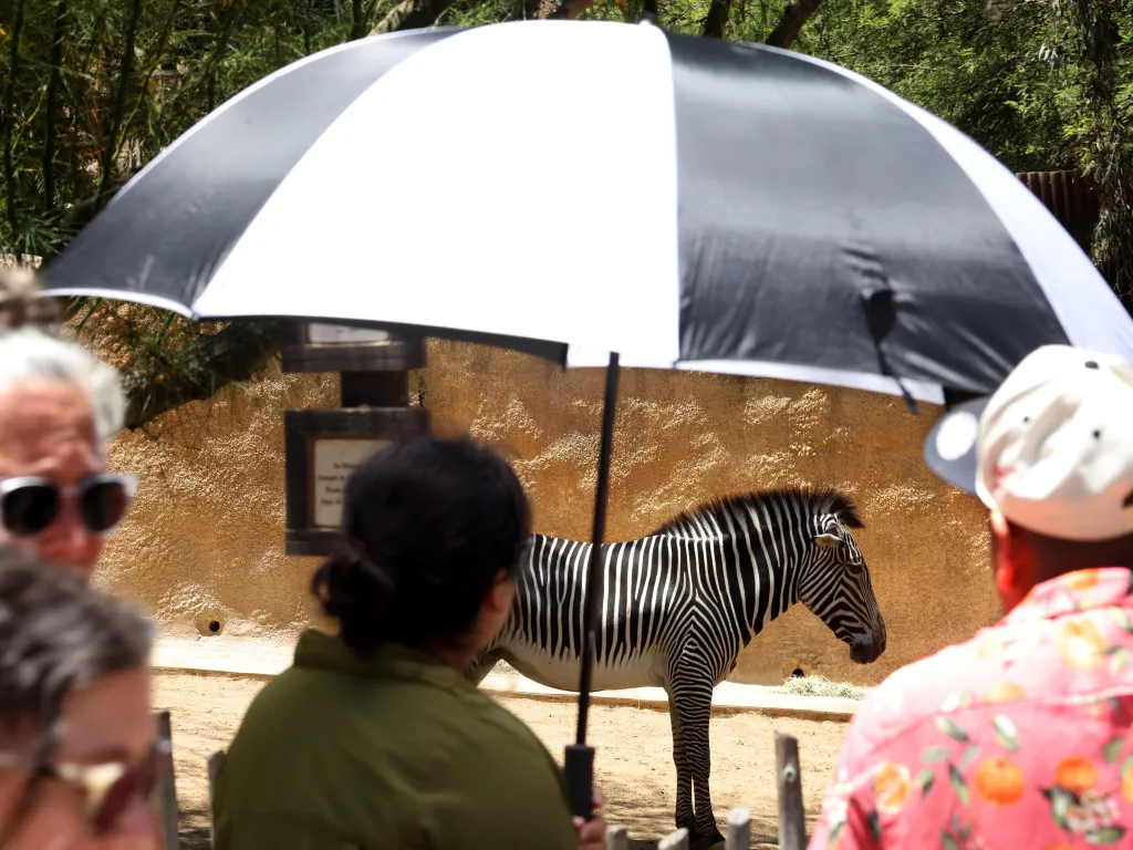 People holding umbrellas watching a zebra in its exhibit at the Los Angeles Zoo.